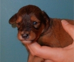 Puppy Coco Collie-Poodle (Miniature) Mix