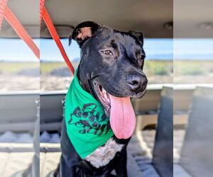 Labrador Retriever-Unknown Mix Dogs for adoption in El Centro, CA, USA