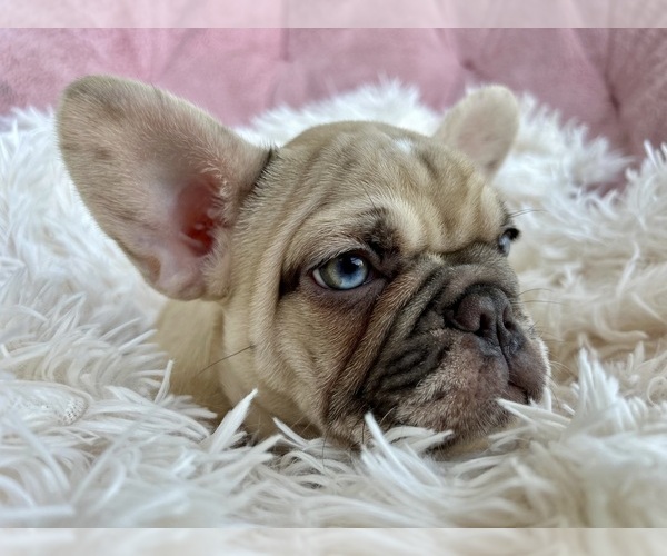 Medium Photo #5 French Bulldog Puppy For Sale in FORT LAUDERDALE, FL, USA