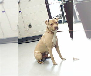 Mutt Dogs for adoption in Fayetteville, NC, USA