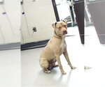 Small Mutt