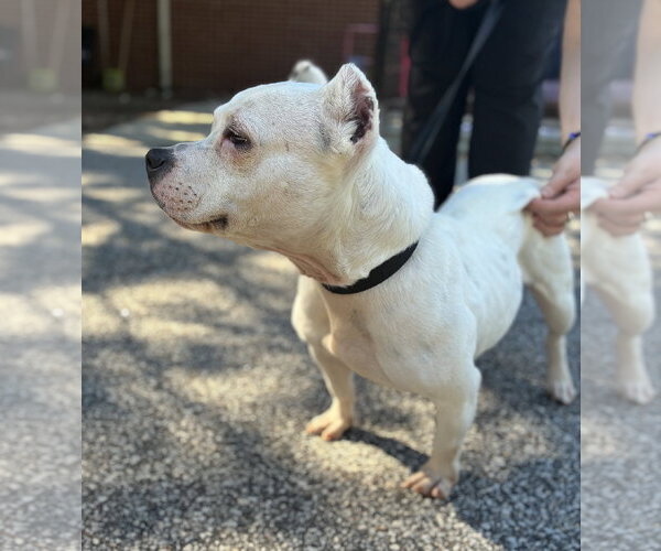 Medium Photo #3 American Bulldog-Unknown Mix Puppy For Sale in Raleigh, NC, USA