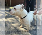 Small Photo #3 American Bulldog-Unknown Mix Puppy For Sale in Raleigh, NC, USA