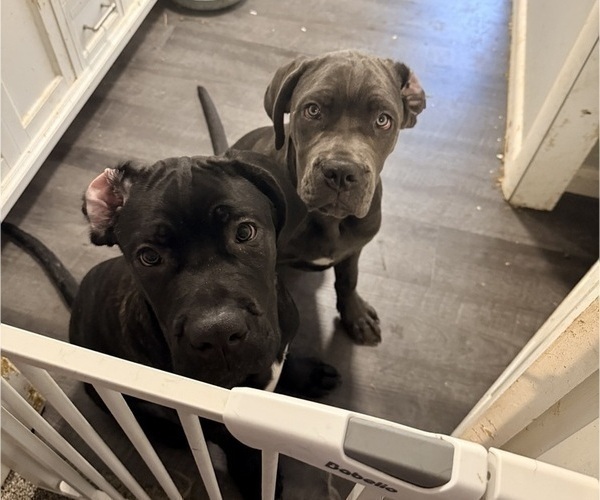 Medium Photo #1 Cane Corso Puppy For Sale in STRATFORD, NY, USA