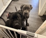 Small Cane Corso