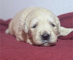 Puppy Light blue boy Golden Retriever