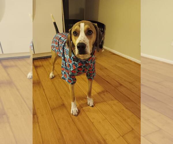 Medium Photo #2 Mutt Puppy For Sale in Morganville, NJ, USA