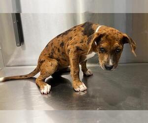 Catahoula Leopard Dog-Labrador Retriever Mix Dogs for adoption in Orange, CA, USA