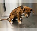 Small Catahoula Leopard Dog-Labrador Retriever Mix