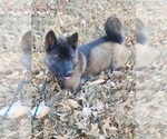 Small #1 Akita
