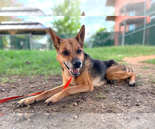 Medium Photo #2 German Shepherd Dog-Unknown Mix Puppy For Sale in Boonton, NJ, USA