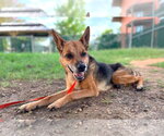 Small #1 German Shepherd Dog Mix