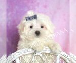 Small #2 Maltese