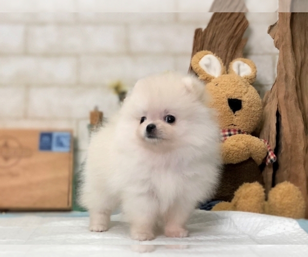 Medium Photo #3 Pomeranian Puppy For Sale in SAN FRANCISCO, CA, USA