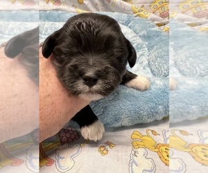 Bichon-A-Ranian-Shih Tzu Mix Puppy for sale in PICKFORD, MI, USA
