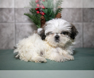 Medium Shih Tzu