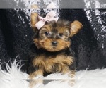 Small #1 Yorkshire Terrier