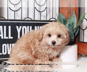 Poochon Puppy for sale in NAPLES, FL, USA