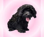 Small #2 Cavalier King Charles Spaniel Mix