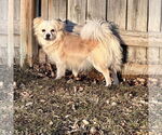 Small #1 Pekingese Mix