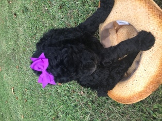 Poodle (Standard) Puppy for sale in RANDLEMAN, NC, USA