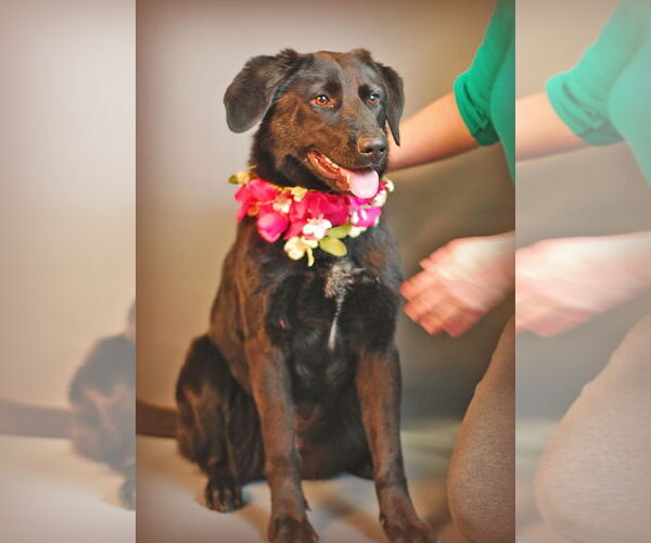 Medium Photo #2 Labrador Retriever-Unknown Mix Puppy For Sale in Holly Springs, MS, USA