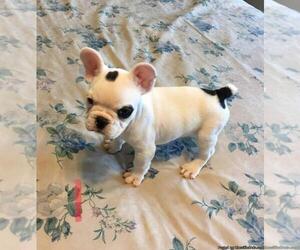 Boston Terrier Puppy for sale in PALM HARBOR, FL, USA