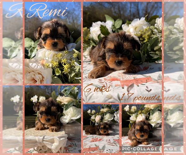 Medium Photo #1 Yorkshire Terrier Puppy For Sale in NACOGDOCHES, TX, USA