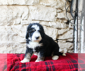 Bernedoodle Puppy for sale in MANHEIM, PA, USA