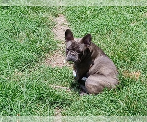 French Bulldog Puppy for sale in N CHESTERFLD, VA, USA