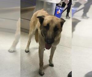 German Shepherd Dog Dogs for adoption in Riverside, CA, USA