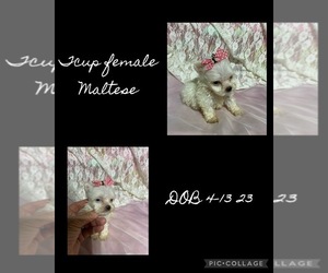 Maltese Puppy for sale in COLMESNEIL, TX, USA