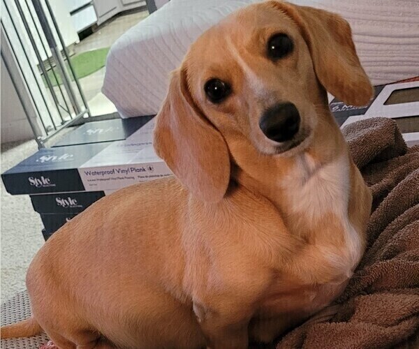 Medium Photo #1 Dachshund Puppy For Sale in SALISBURY, NC, USA