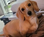 Small Photo #1 Dachshund Puppy For Sale in SALISBURY, NC, USA