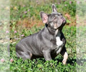 French Bulldog Puppy for sale in GAITHERSBURG, MD, USA