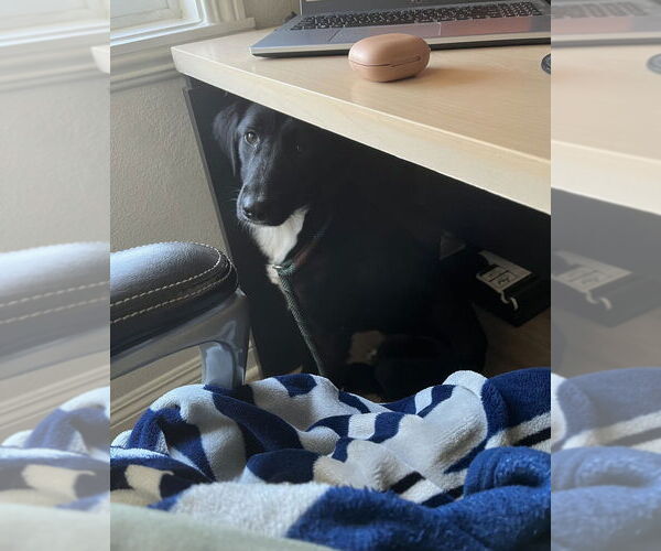 Medium Photo #2 Borador Puppy For Sale in Dana Point, CA, USA