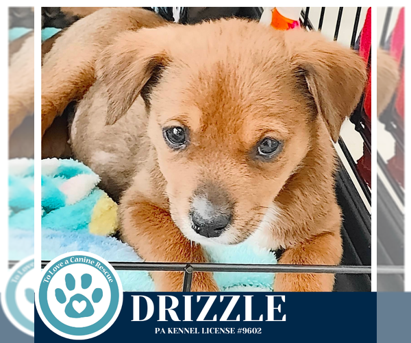 Medium Photo #3 Labrador Retriever-Unknown Mix Puppy For Sale in Kimberton, PA, USA