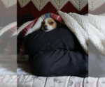 Small #2 Chihuahua Mix