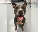 Small Mutt