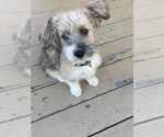 Small #2 Cairn Terrier Mix