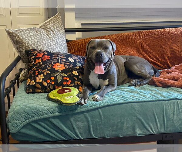 Medium Photo #5 American Pit Bull Terrier-Labrador Retriever Mix Puppy For Sale in Holly Springs, NC, USA