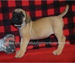 Small #6 Mastiff