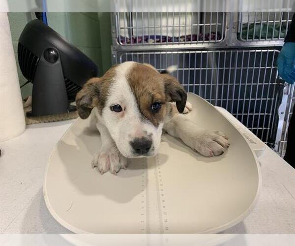 Medium Photo #1 Australian Shepherd-Unknown Mix Puppy For Sale in Grand Prairie, TX, USA