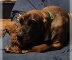 Small #9 Fila Brasileiro