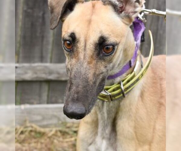 Medium Photo #1 Greyhound Puppy For Sale in Grandville, MI, USA
