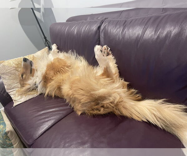 Medium Photo #3 Collie Puppy For Sale in Chantilly, VA, USA