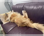 Small #2 Collie
