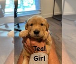 Puppy Teal Golden Retriever