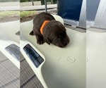 Small #1 Labrador Retriever