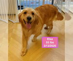 Small #2 Golden Retriever